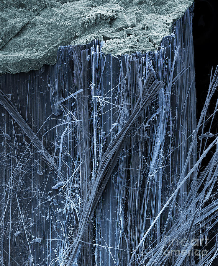 Asbestos, SEM #3 Photograph by Ted Kinsman