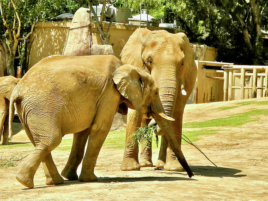 Asian Elephants, San Diego Zoo Safari Park Escondido, California