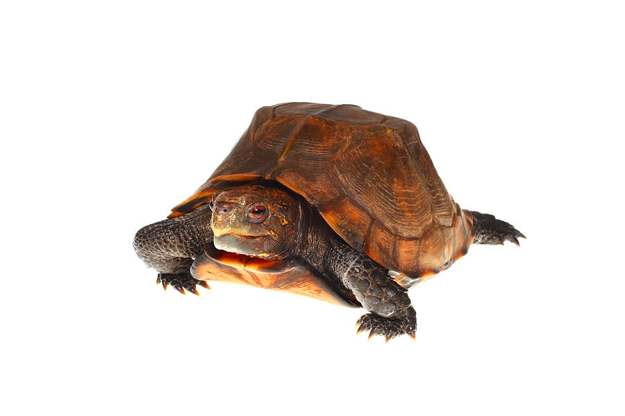 Asian Keeled Box Turtle, White Background #5 Photograph by Michael ...