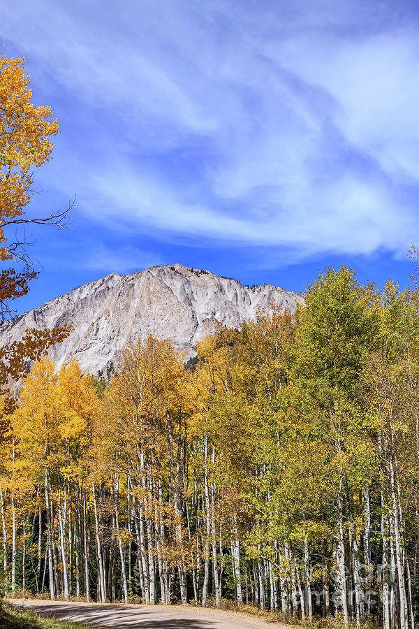 Aspen forest and Autumn scenery in Kebler Pass, Gunnison County, #3 Photograph by Richard Smith