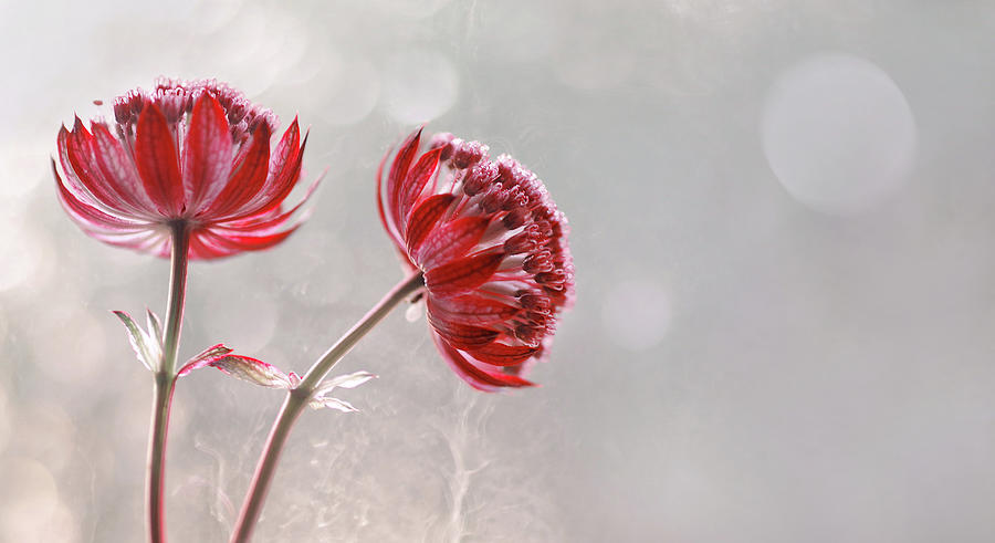 Astrantia Star of fire Photograph by Iwona Sikorska - Fine Art America