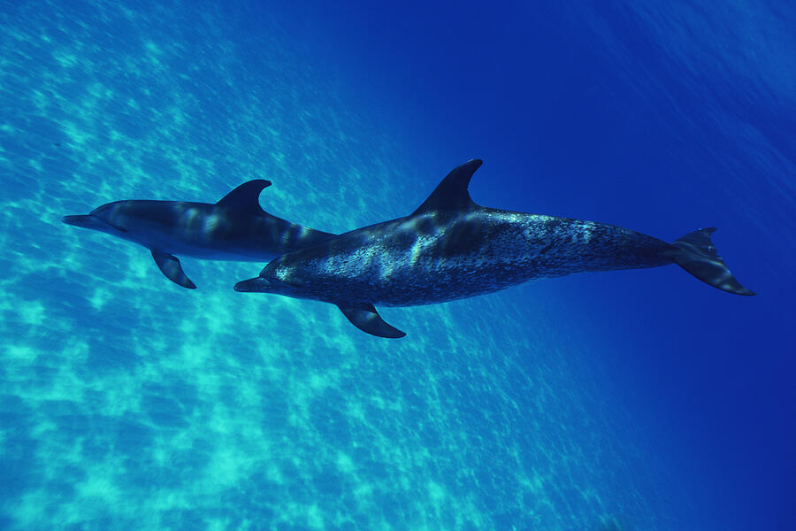 Atlantic spotted dolphins #3 Photograph by Comstock Images