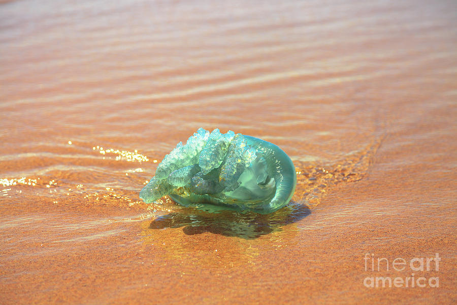 Australian blue jellyfish #3 Photograph by Benny Marty