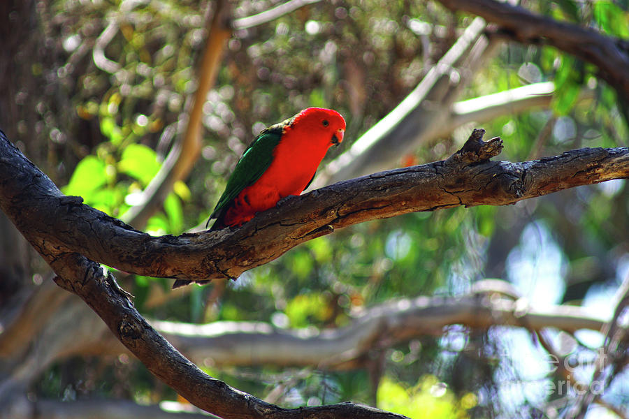 Australian King Parrot #3 Photograph by Cassandra Buckley