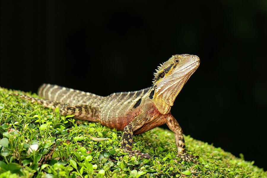 Wildlife Photograph - Australian Water Dragon #3 by Rob D