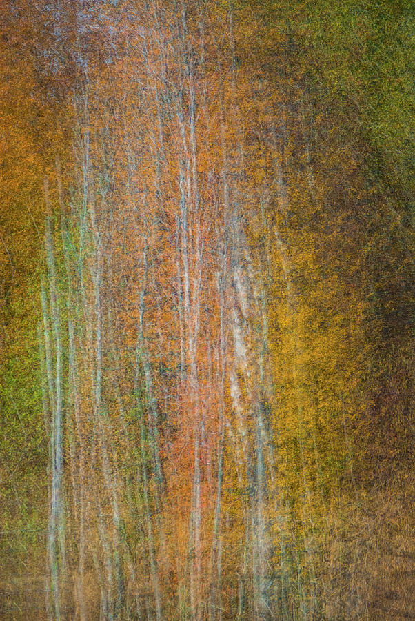 Autumn Abstract #3 Photograph by David Simchock