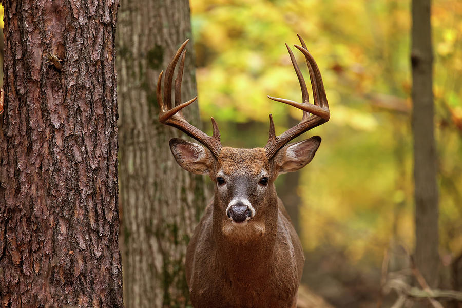 Autumn Buck #6 Photograph by Brook Burling