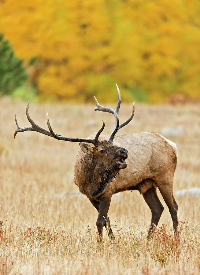 Autumn Bull Elk Bugling #3 Photograph by Gary Langley