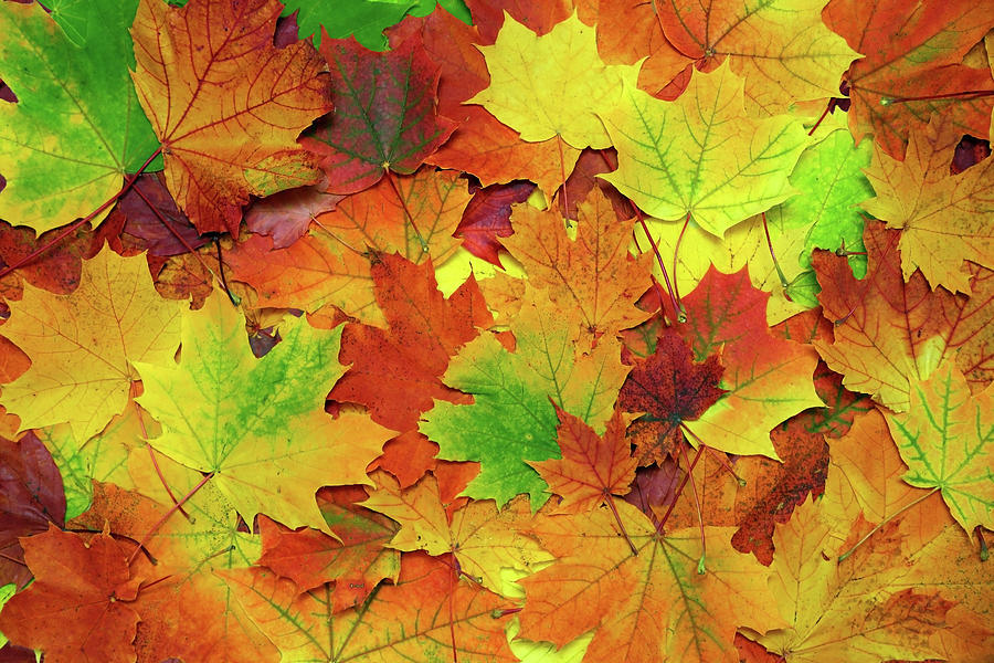 Autumn Colorful Leaves Background #3 Photograph by Mikhail Kokhanchikov