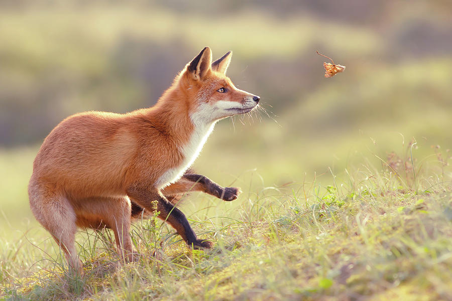 Animal Photograph - Autumn Fox #3 by Roeselien Raimond