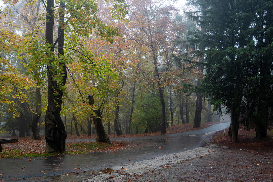Autumn landscape with trees and Autumn leaves on the ground after rain #3 Photograph by Michalakis Ppalis