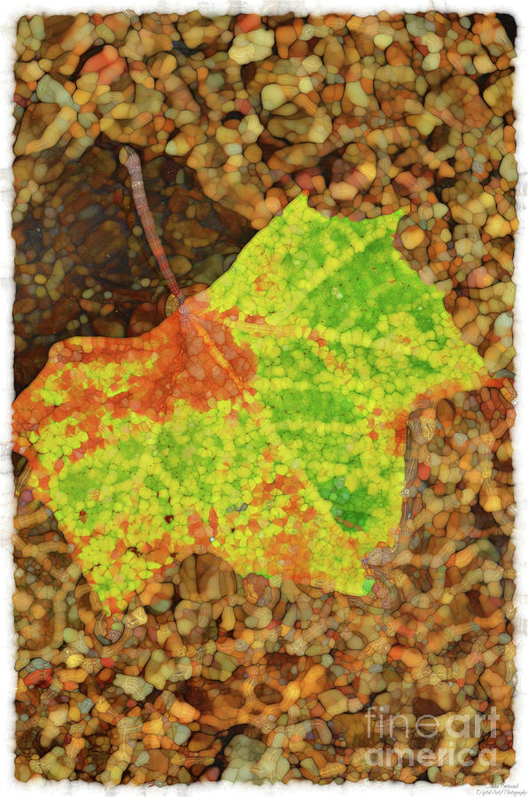 Autumn Leaves at the Creek  #3 Mixed Media by Debbie Portwood