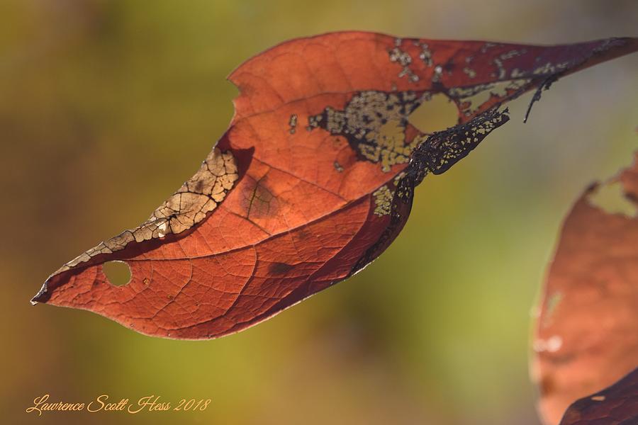 Autumn Leaves #3 Photograph by Lawrence Hess