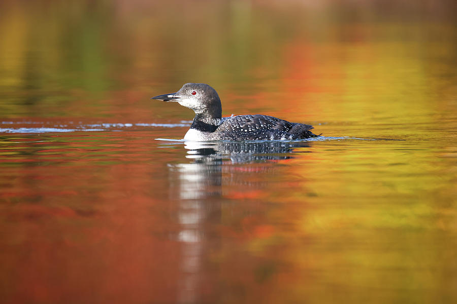 Autumn Loon #3 Photograph by Brook Burling