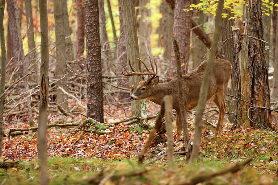 Autumn Whitetail Buck #3 Photograph by Brook Burling