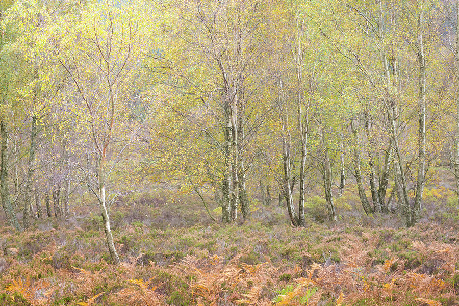 Autumn with bilberries, bracken and silver birch trees Photograph by Anita Nicholson