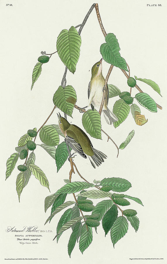Audubon Birds Drawing - Autumnal Warbler #3 by John James Audubon