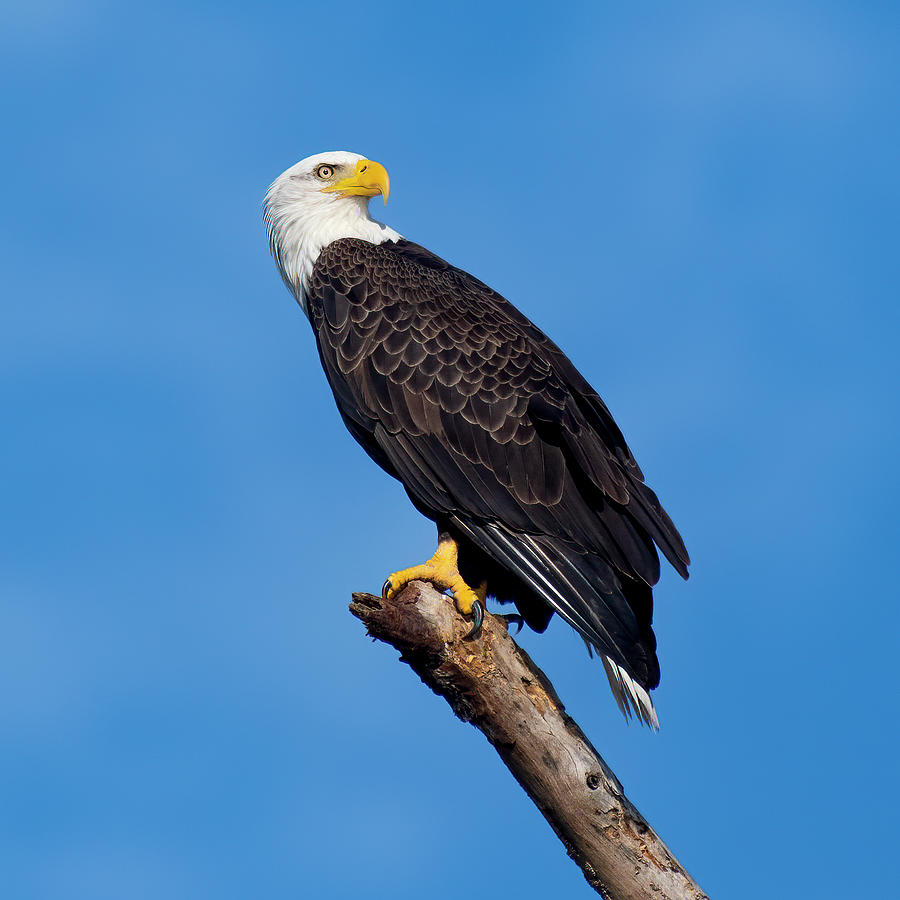 Bald Eagle #3 Photograph by Bill Dodsworth
