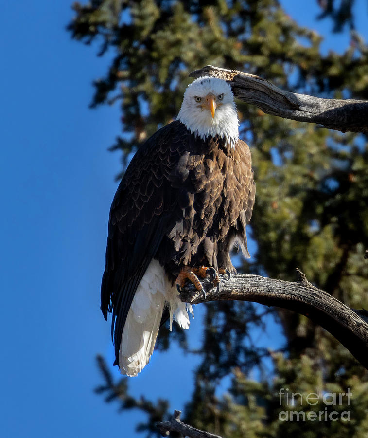 Bald Eagle In Eleven Mile Canyon Photograph