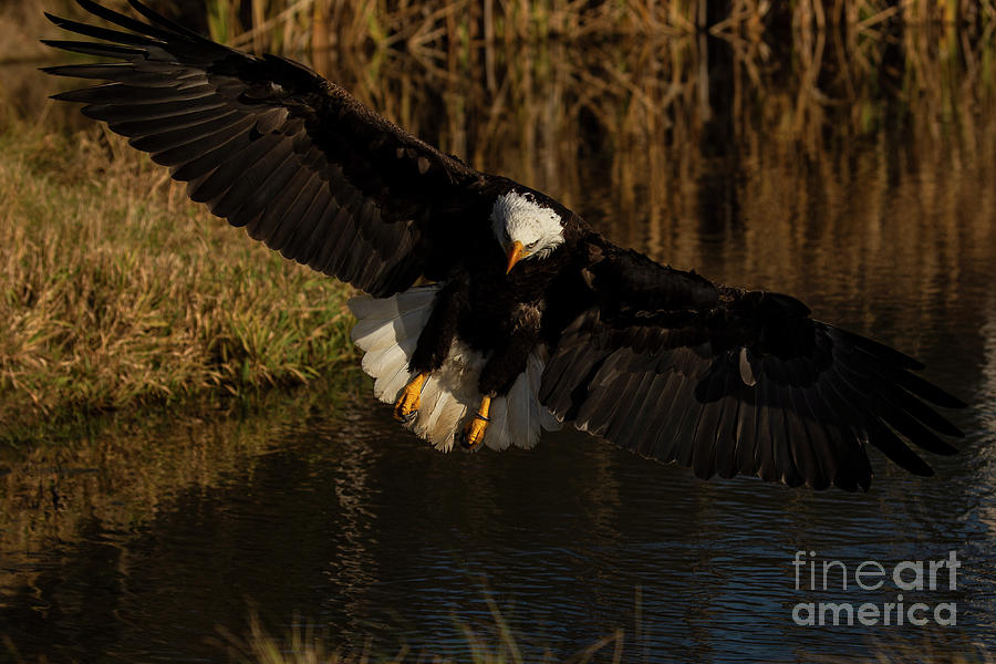 Bald Eagle in flight #3 Photograph by JT Lewis