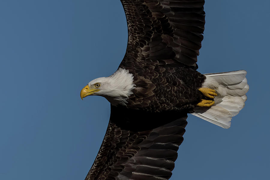 Bald eagle in flight #3 Photograph by Sam Rino