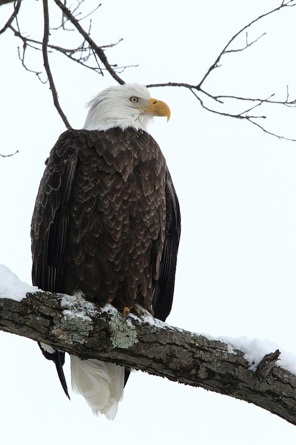 Bald Eagle #3 Photograph by Jacob Dingel - Fine Art America