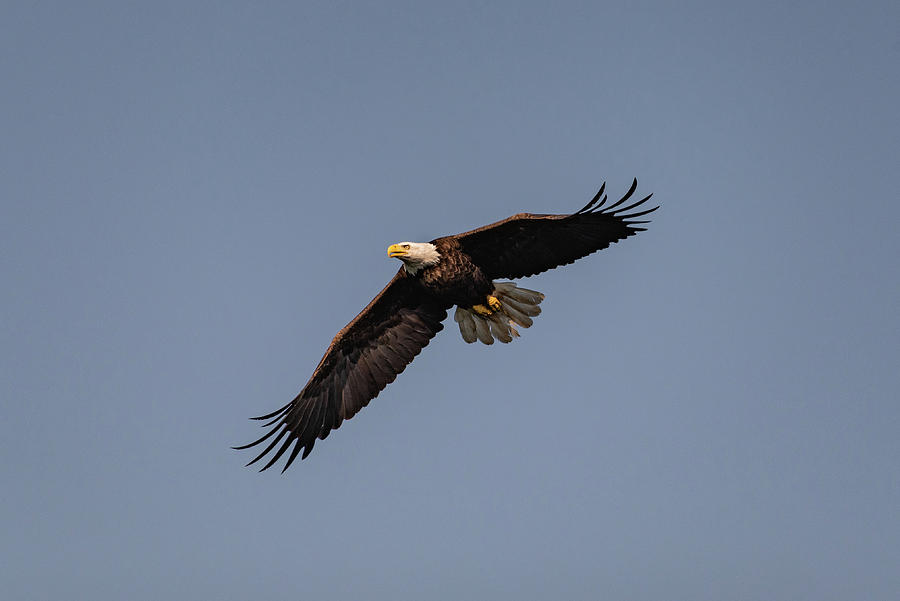 Bald eagle over Camelot #3 Photograph by Gary Eason