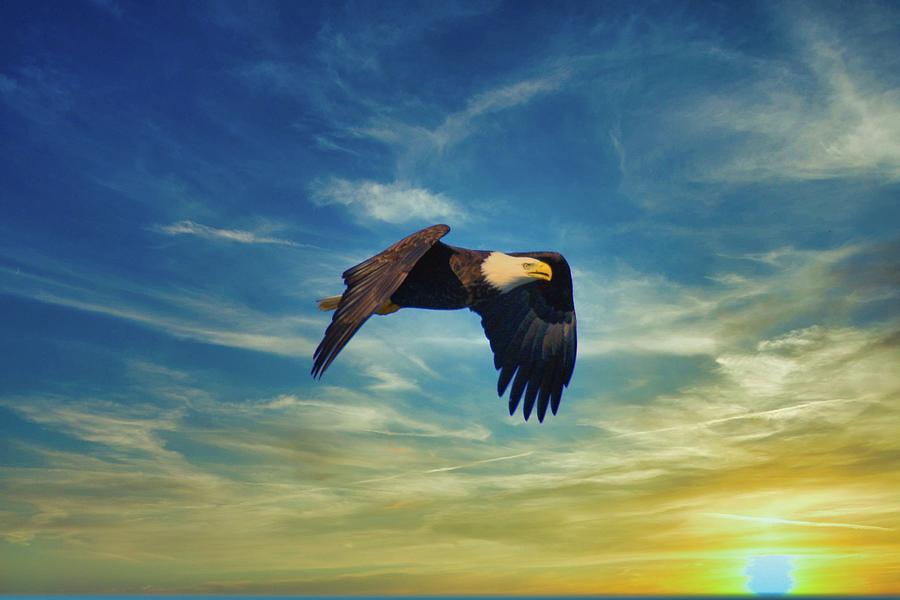 Bald Eagle Photograph by Roger Look - Fine Art America