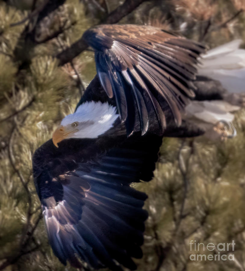 Bald Eagles in Eleven Mile Canyon #3 Photograph by Steven Krull