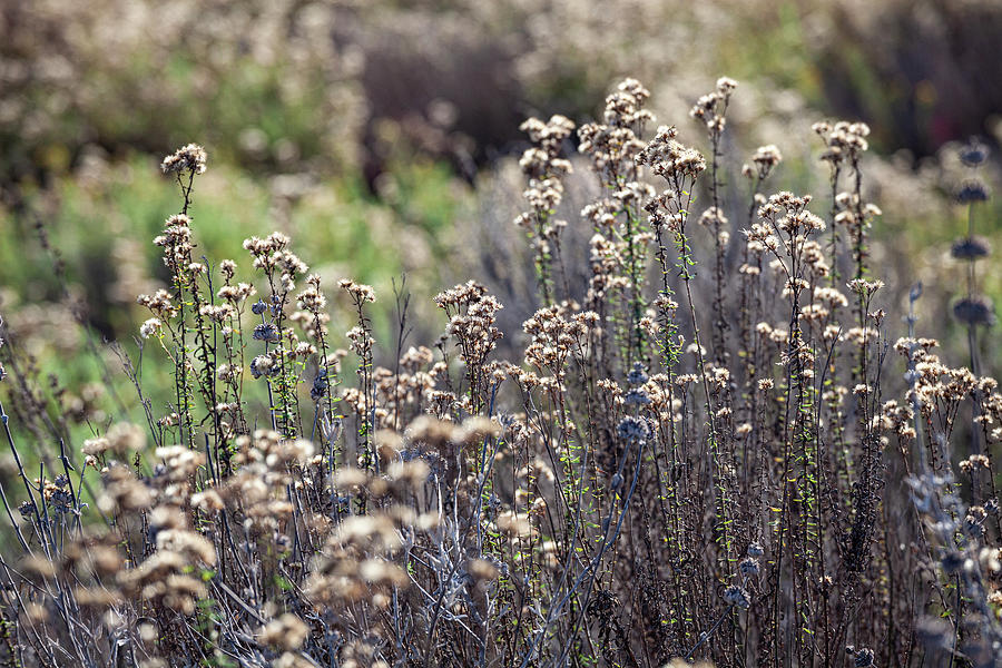 Ballona Wetlands Photograph by Peter Bennett | Fine Art America