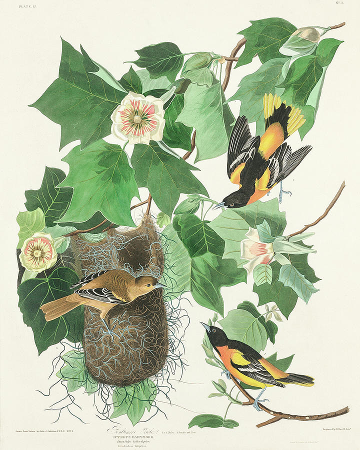 Audubon Birds Drawing - Baltimore Oriole #3 by John James Audubon
