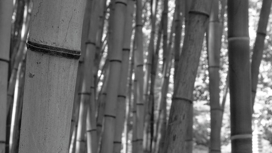 Bamboo in Black and White Photograph by Katlyn Reynolds - Fine Art America