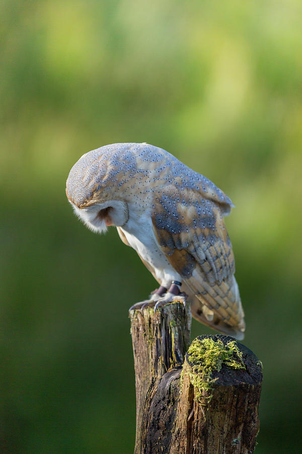 Owl Photograph - Barn Owl #4 by Anita Nicholson