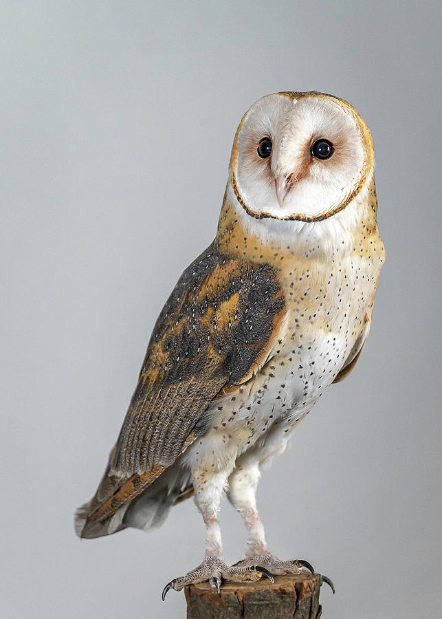 Barn Owl #3 Photograph by Laura Hedien