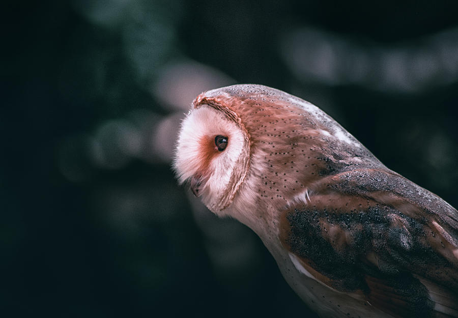 Owl Photograph - Barn Owl #3 by Martin Newman