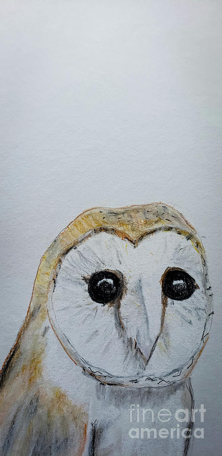 Barn Owl #3 Pastel by Mary Capriole