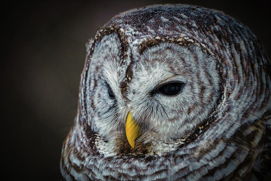 Barred Owl Photograph by Brad Bellisle