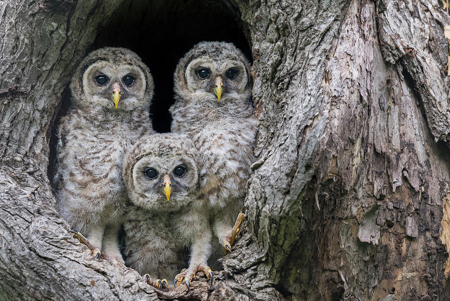 Pardon Me Is it a New Nikon Z9 Mirrorless Camera - Baby Barred Owls Photograph by Puttaswamy Ravishankar