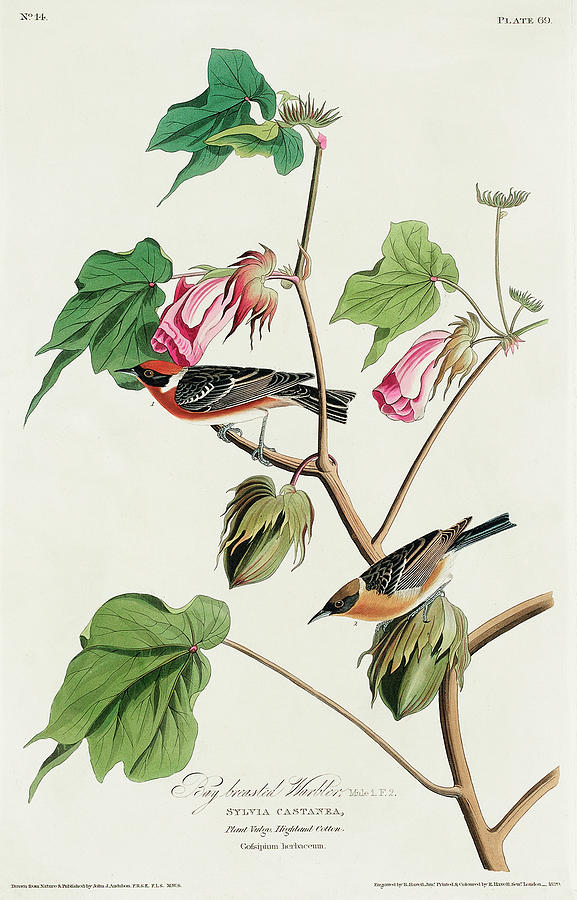Audubon Birds Drawing - Bay-breasted Warbler #3 by John James Audubon