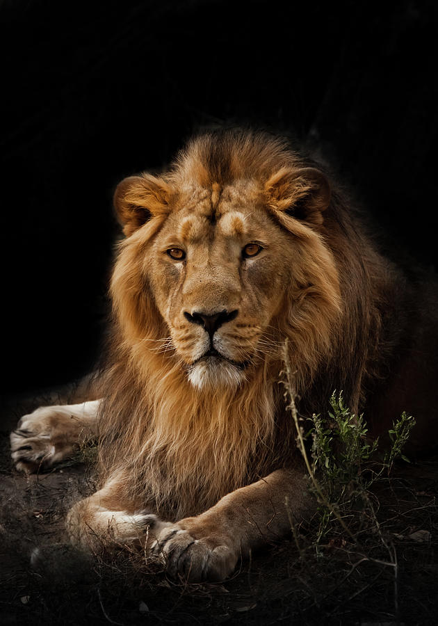 beast is a powerful maned male lion. Impressively lies and rest ...