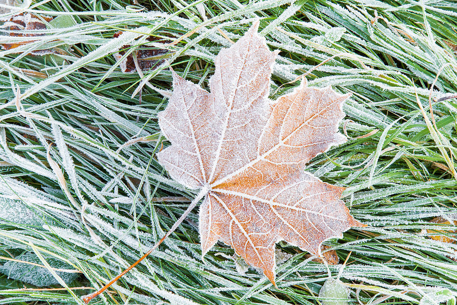 Beautiful, colorful, soft maple leaf has frozen in the meadow. #3 Photograph by FotoDuets