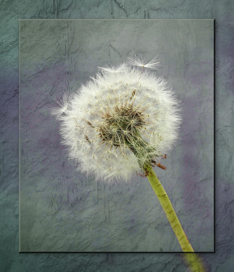 Beautiful Dandelion clock with textured background. #2 Photograph by Sue Leonard