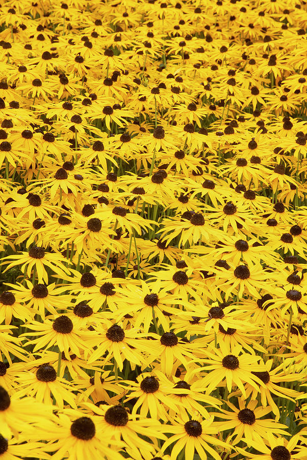 Beautiful Image Of Black-eyed Susan Rudbeckia Fulgida Flowers In Photograph