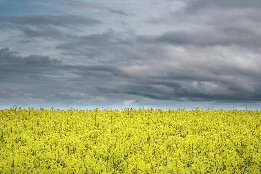 Beautiful Moody Agricultural Canola Rapeseed Field In English Co Photograph