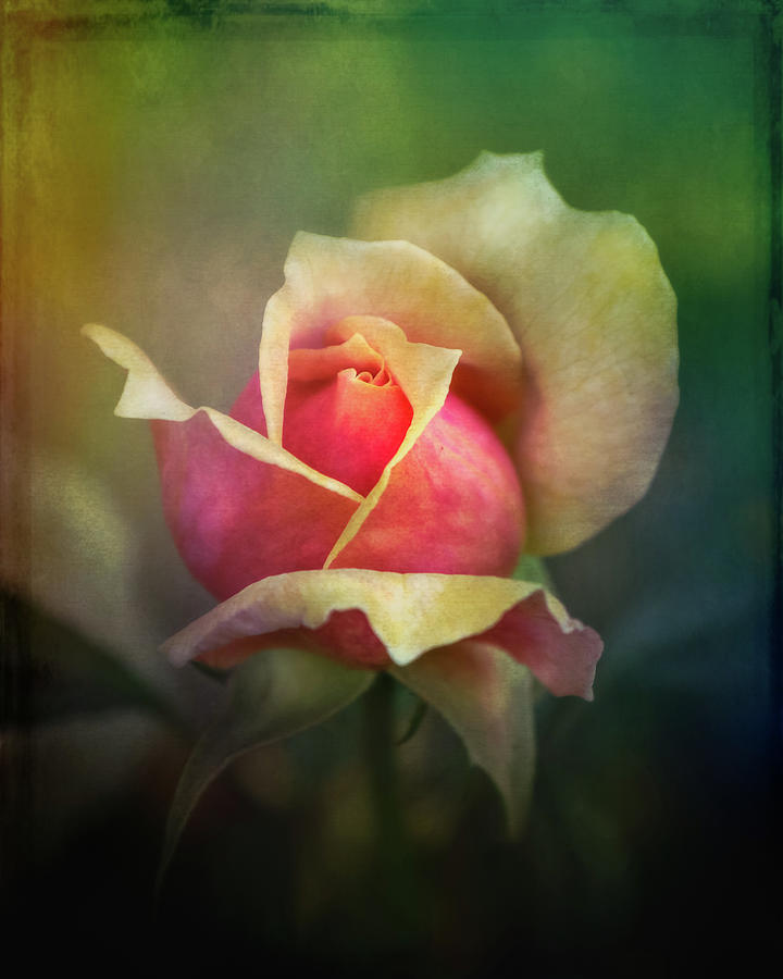 Beautiful Rose Photograph by Sue Leonard