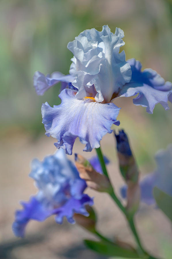 Beauty Of Irises. Blue Danube Waves #3 Photograph by Jenny Rainbow