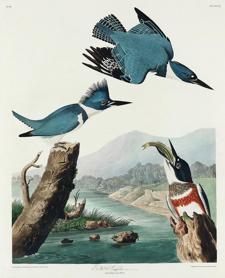 Audubon Birds Drawing - Belted Kingfisher #3 by John James Audubon