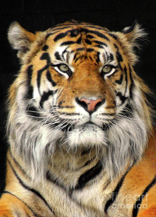 Bengal Tiger  Photograph by Doc Braham