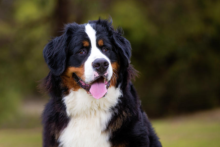 Bernese Mountain Dog Portrait Photograph by Diana Andersen