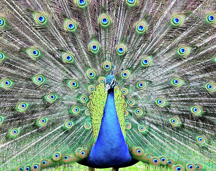 Big George Peacock Photograph by Scotty Alston - Fine Art America